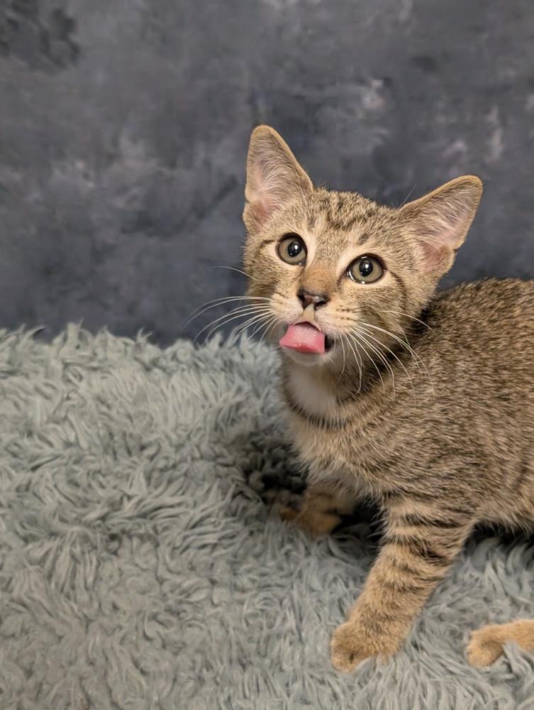 Enlarge Koopa, a Adoptable mixed breed in Greensboro, NC image 4/5