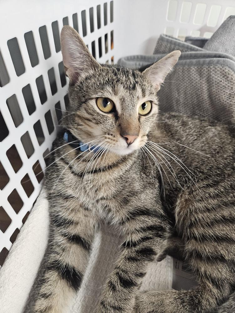 Koopa, a Adoptable mixed breed in Greensboro, NC image 5/6