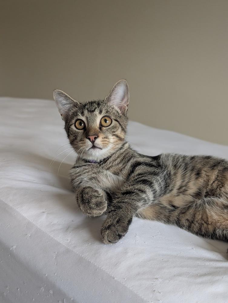 Enlarge Koopa, a Adoptable mixed breed in Greensboro, NC image 5/5