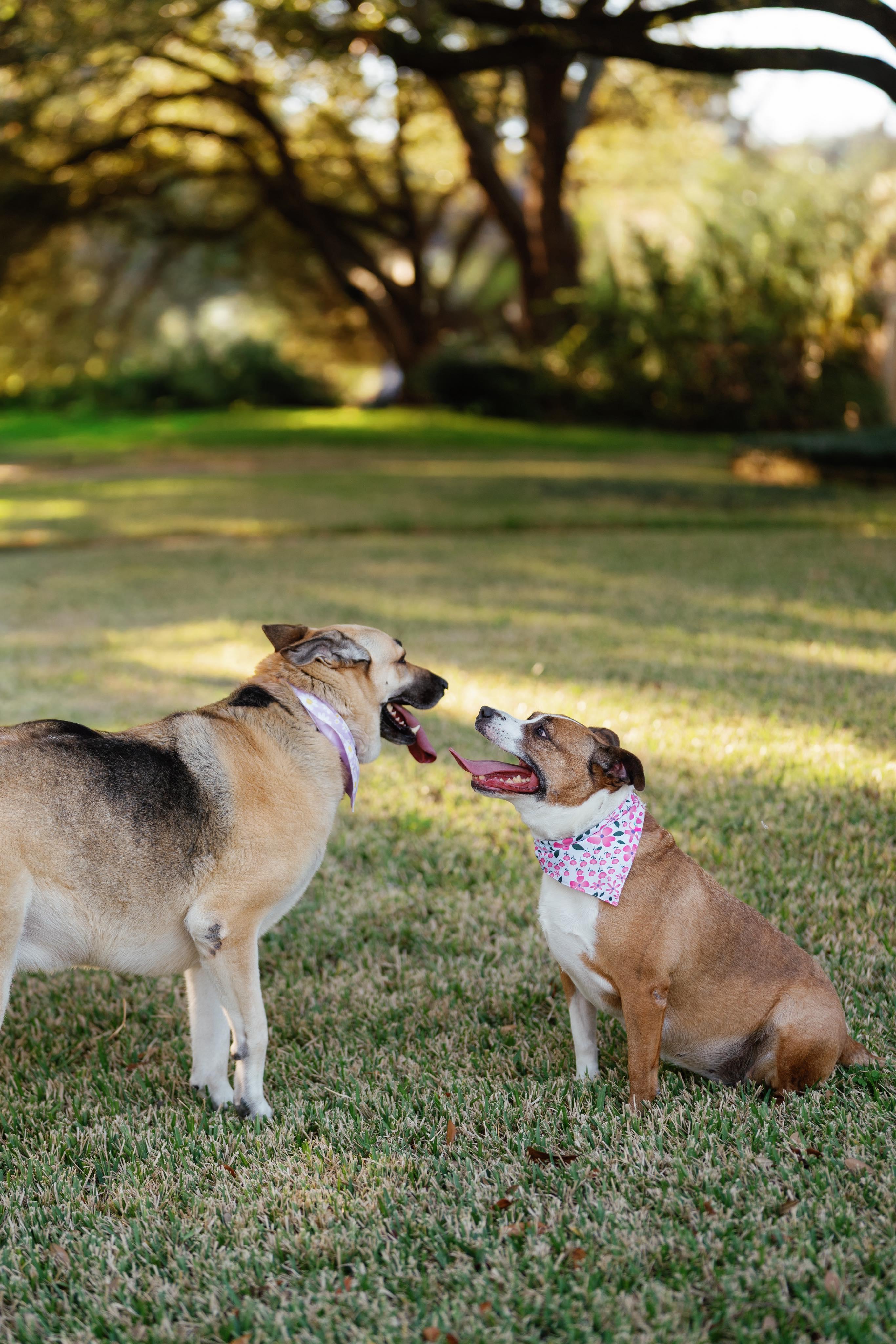 Enlarge Suzie, a Adoptable mixed breed in Humble, TX image 6/6