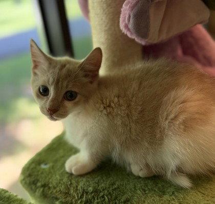 Ardi Gasna, Adoptable, Young Female Domestic Short Hair.