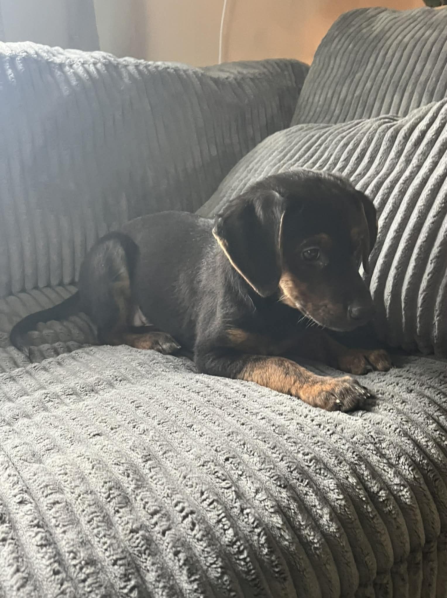 Flower, a Adoptable mixed breed in Mechanicsburg, PA image 2/3