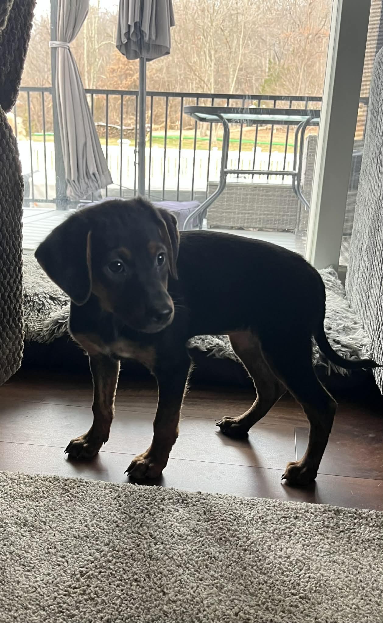 Flower, a Adoptable mixed breed in Mechanicsburg, PA image 3/3