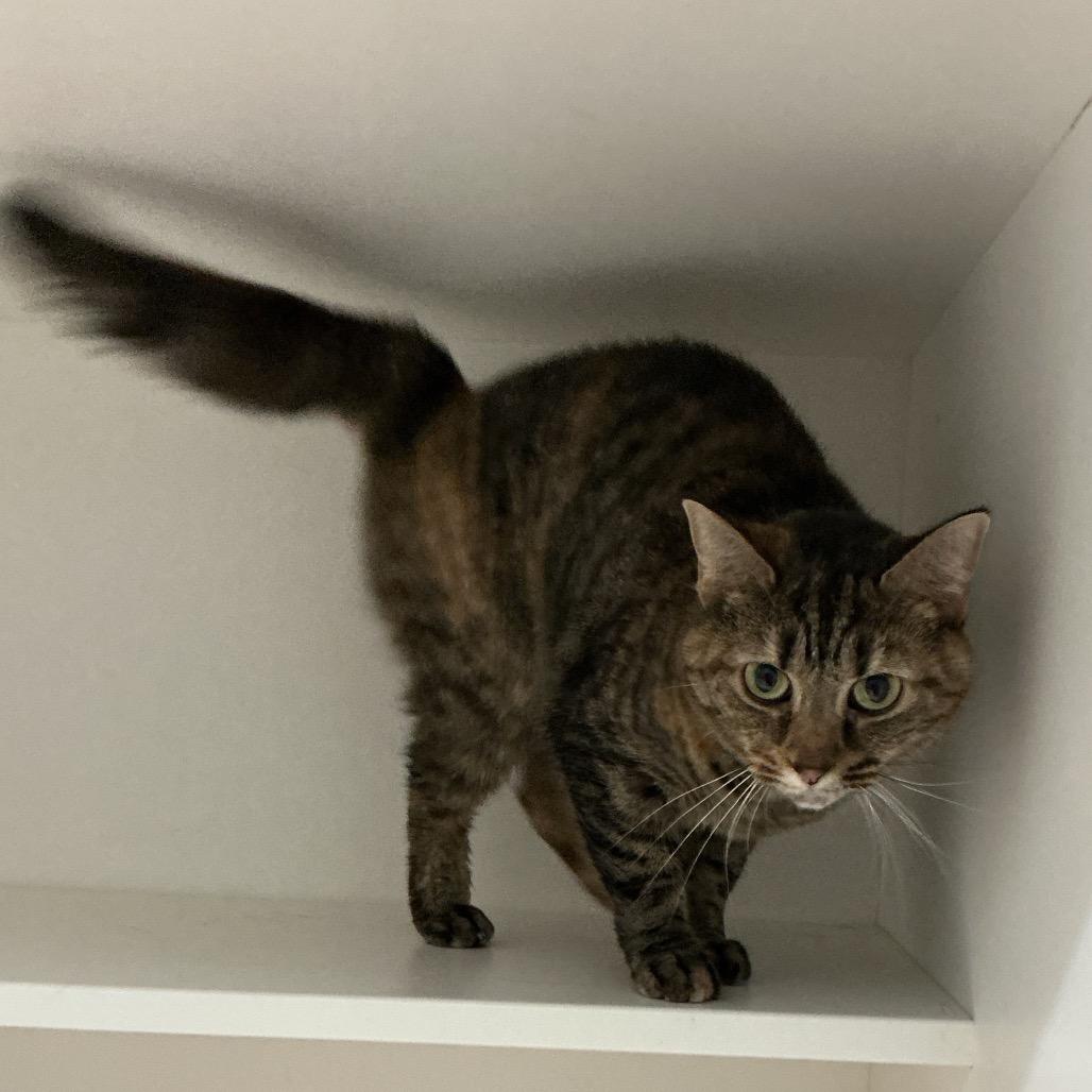 Enlarge Money, a Adoptable Domestic Short Hair in Elizabeth City, NC image 1/2