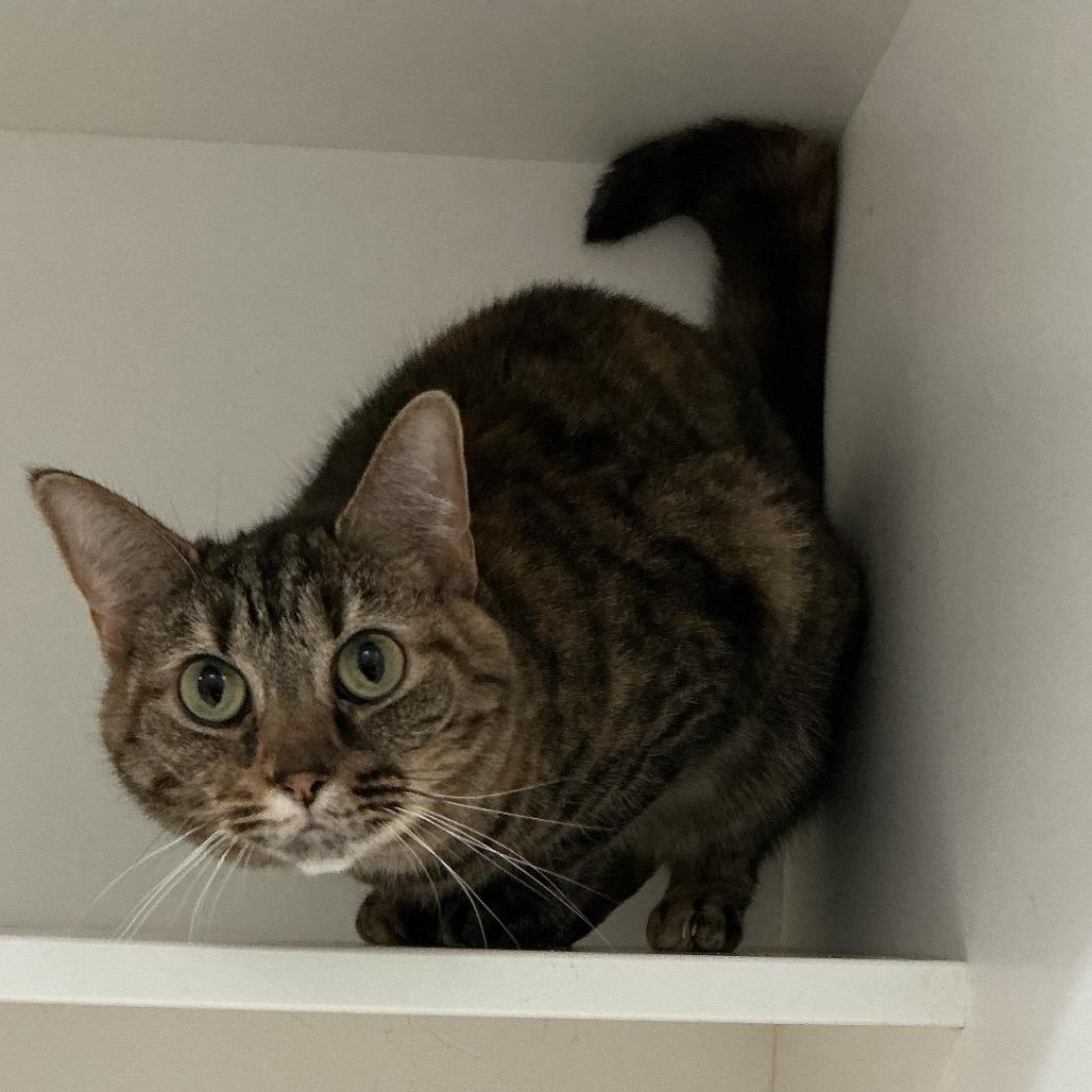 Enlarge Money, a Adoptable Domestic Short Hair in Elizabeth City, NC image 2/2