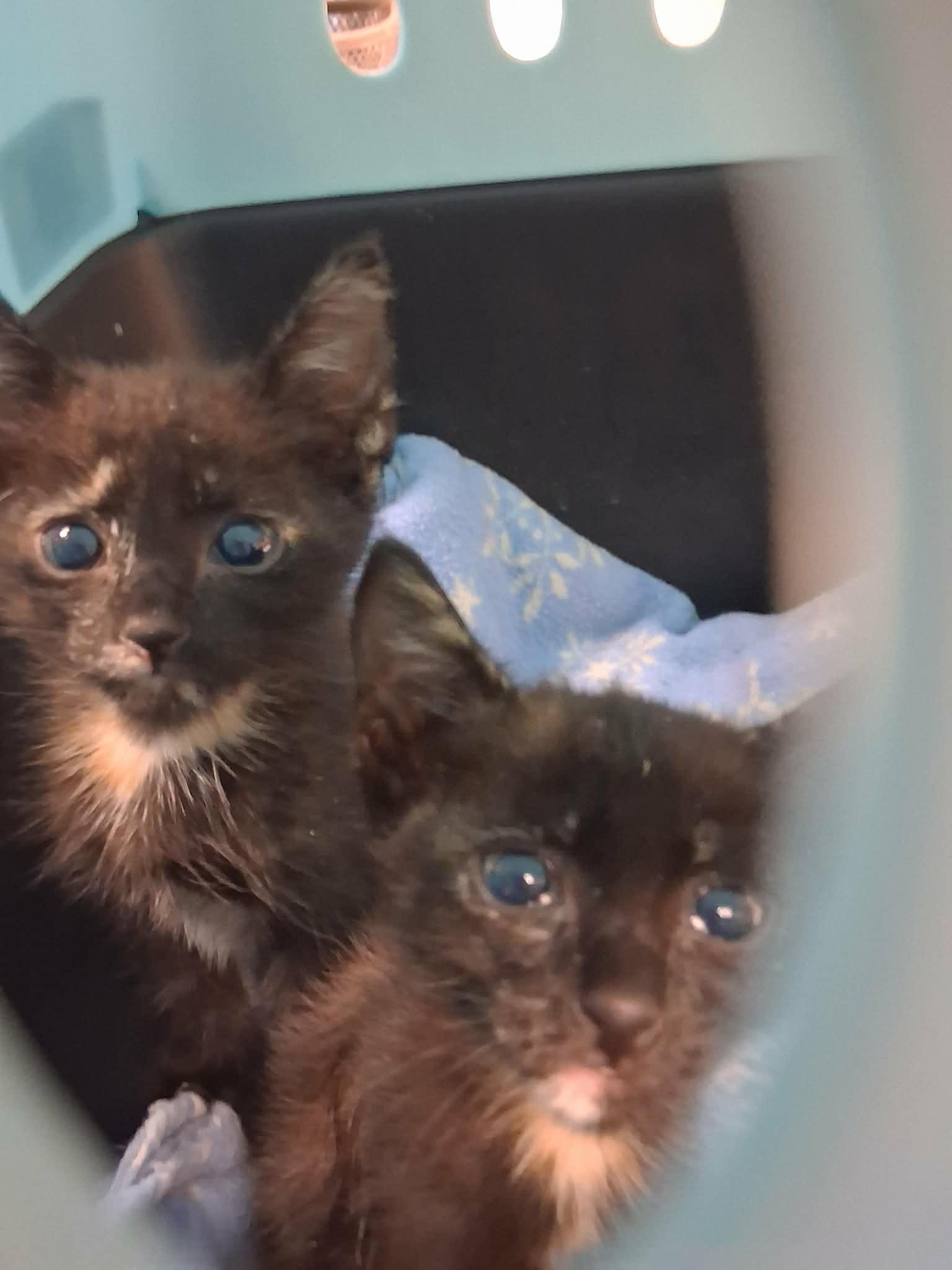 Kitten 28180 (Padma), Adoptable, Kitten Female Tortoiseshell.