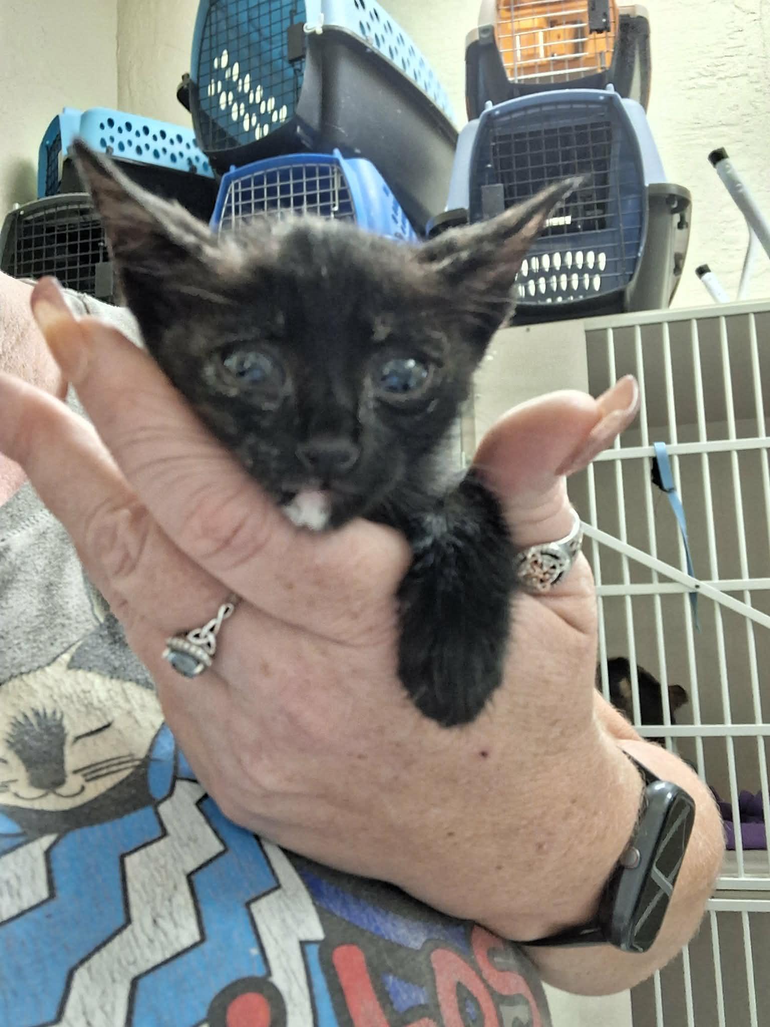 Enlarge Kitten 28180 (Padma), a Adoptable Tortoiseshell in Parlier, CA image 2/3