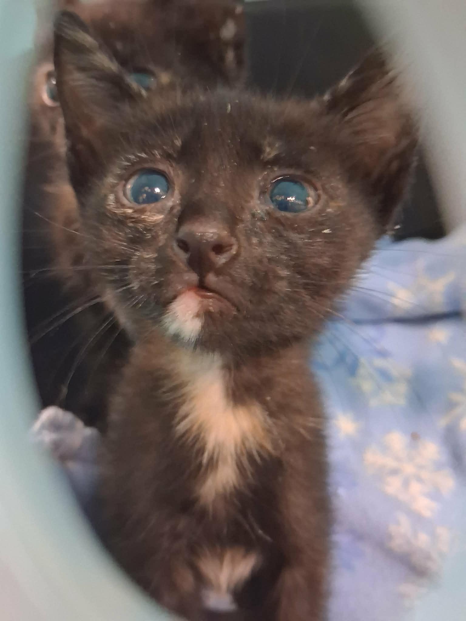 Enlarge Kitten 28180 (Padma), a Adoptable Tortoiseshell in Parlier, CA image 3/3