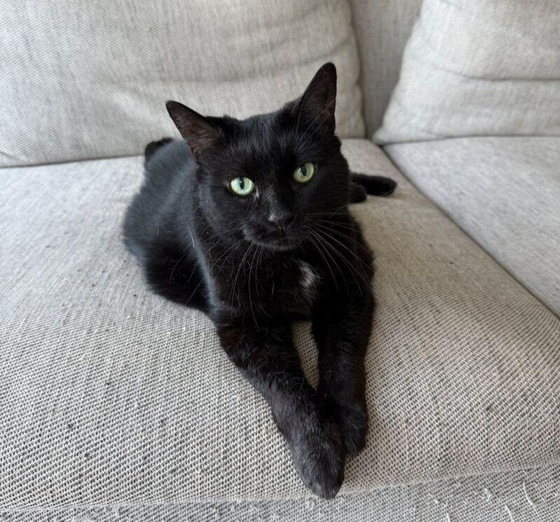 Enlarge Luna, a ADOPTABLE Domestic Short Hair in Mississauga, ON image 1/4