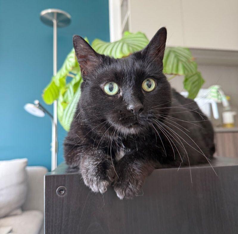 Enlarge Luna, a ADOPTABLE Domestic Short Hair in Mississauga, ON image 4/4