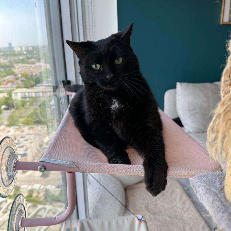 Enlarge Luna, a ADOPTABLE Domestic Short Hair in Mississauga, ON image 3/4