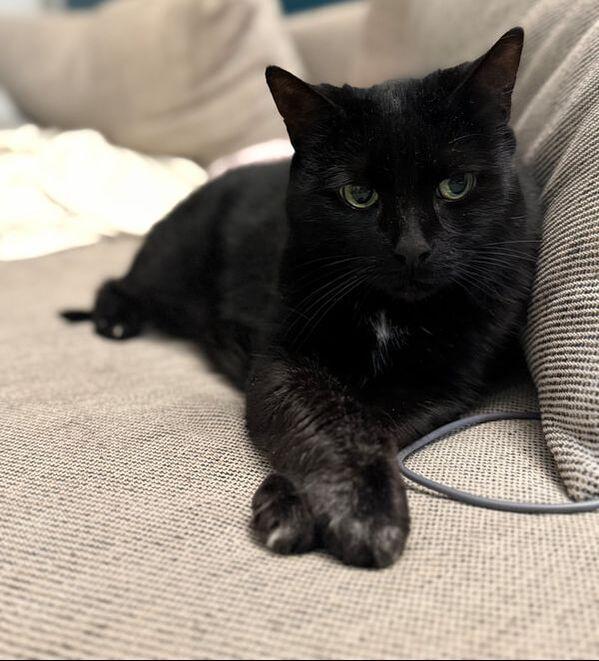 Enlarge Luna, a ADOPTABLE Domestic Short Hair in Mississauga, ON image 2/4