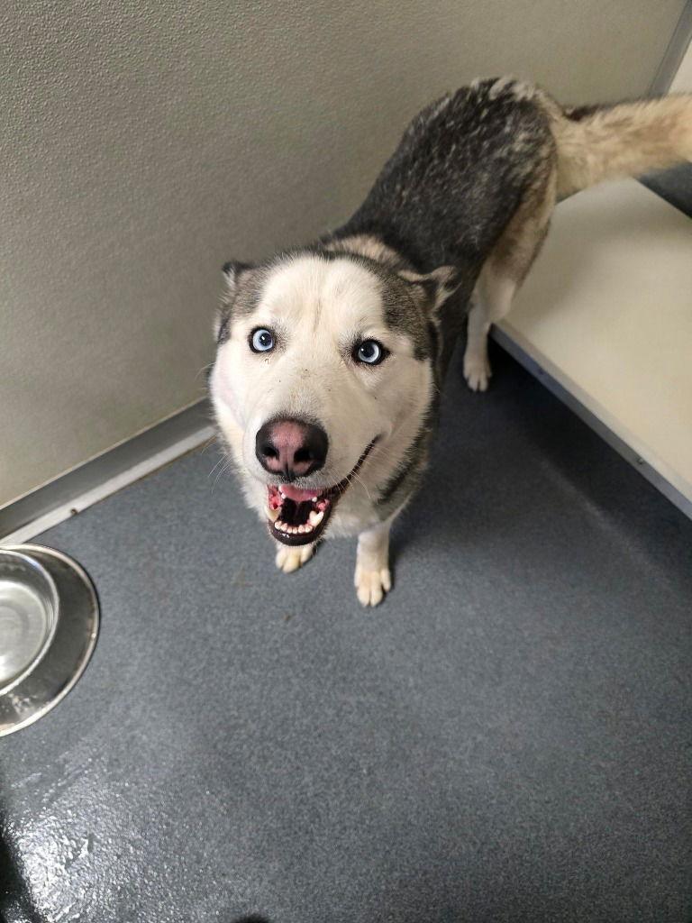 DA 16 Jupiter, Adoptable, Adult Male Husky.