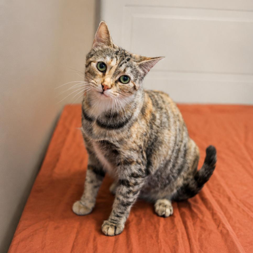 Enlarge Doodlebug-I'm in a foster home-call to meet with me!, a Adoptable Domestic Short Hair in Bristol, IN image 1/3
