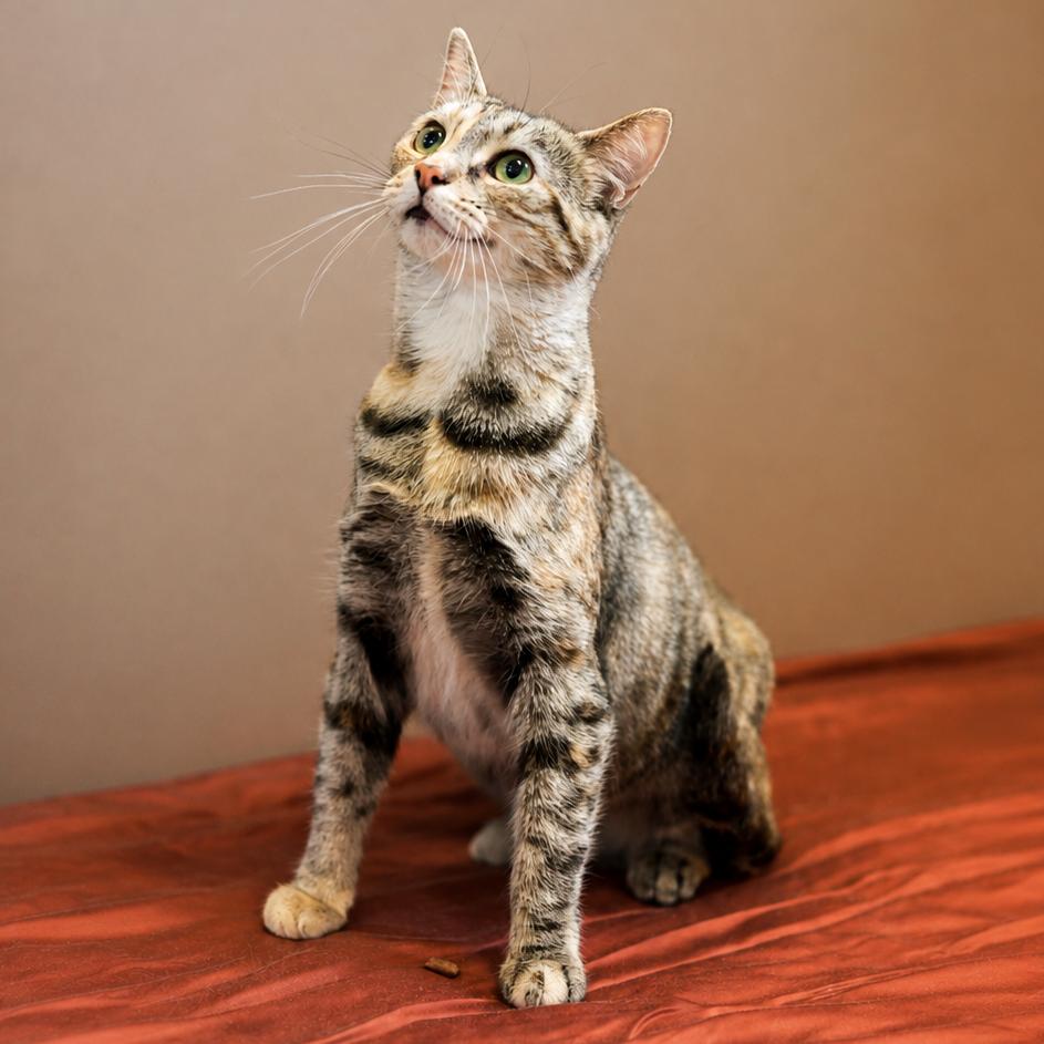 Enlarge Doodlebug-I'm in a foster home-call to meet with me!, a Adoptable Domestic Short Hair in Bristol, IN image 2/3