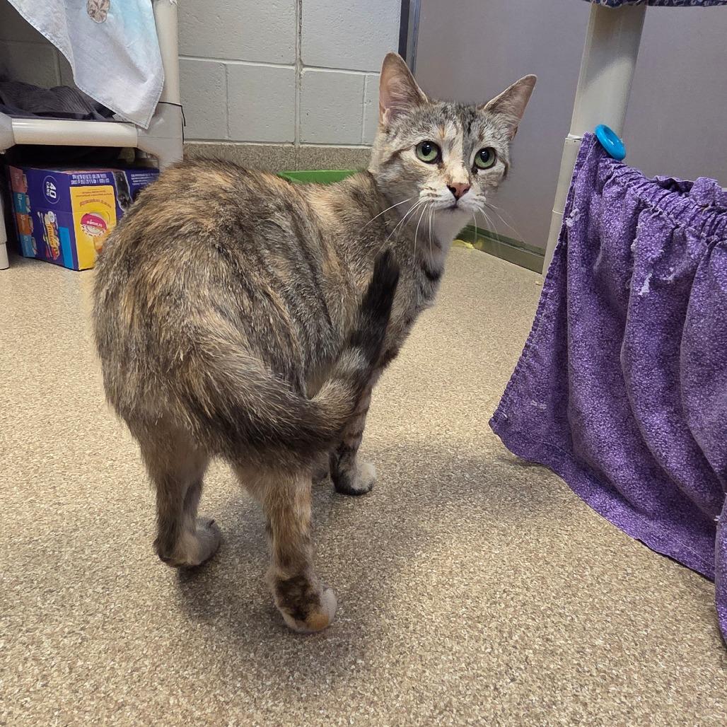 Enlarge Doodlebug-I'm in a foster home-call to meet with me!, a Adoptable Domestic Short Hair in Bristol, IN image 3/3