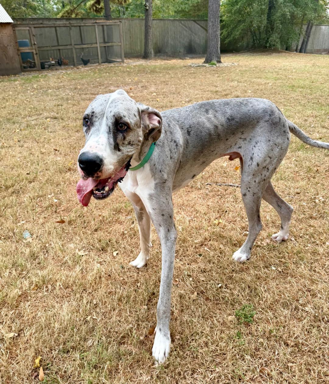 Steele, adoptable, Young Male Great Dane.