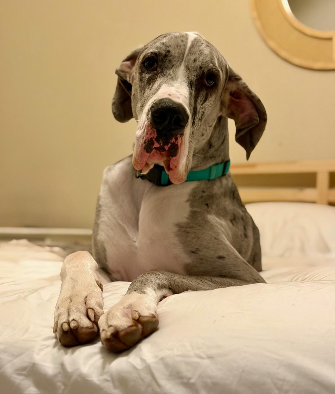 Enlarge Steele, an adoptable Great Dane in Houston, TX image 6/6