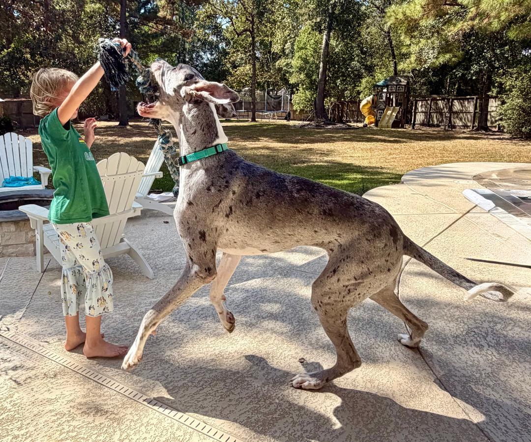 Enlarge Steele, an adoptable Great Dane in Houston, TX image 5/6