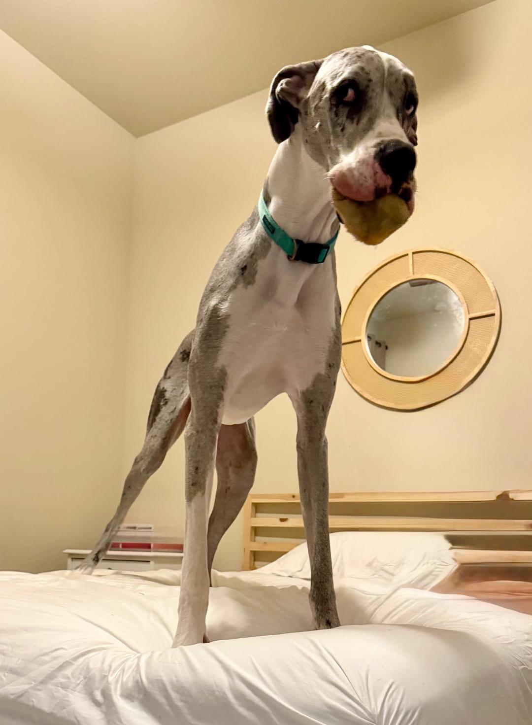 Enlarge Steele, an adoptable Great Dane in Houston, TX image 4/6