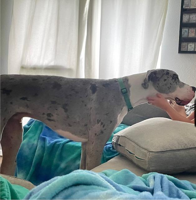 Enlarge Steele, an adoptable Great Dane in Houston, TX image 3/6