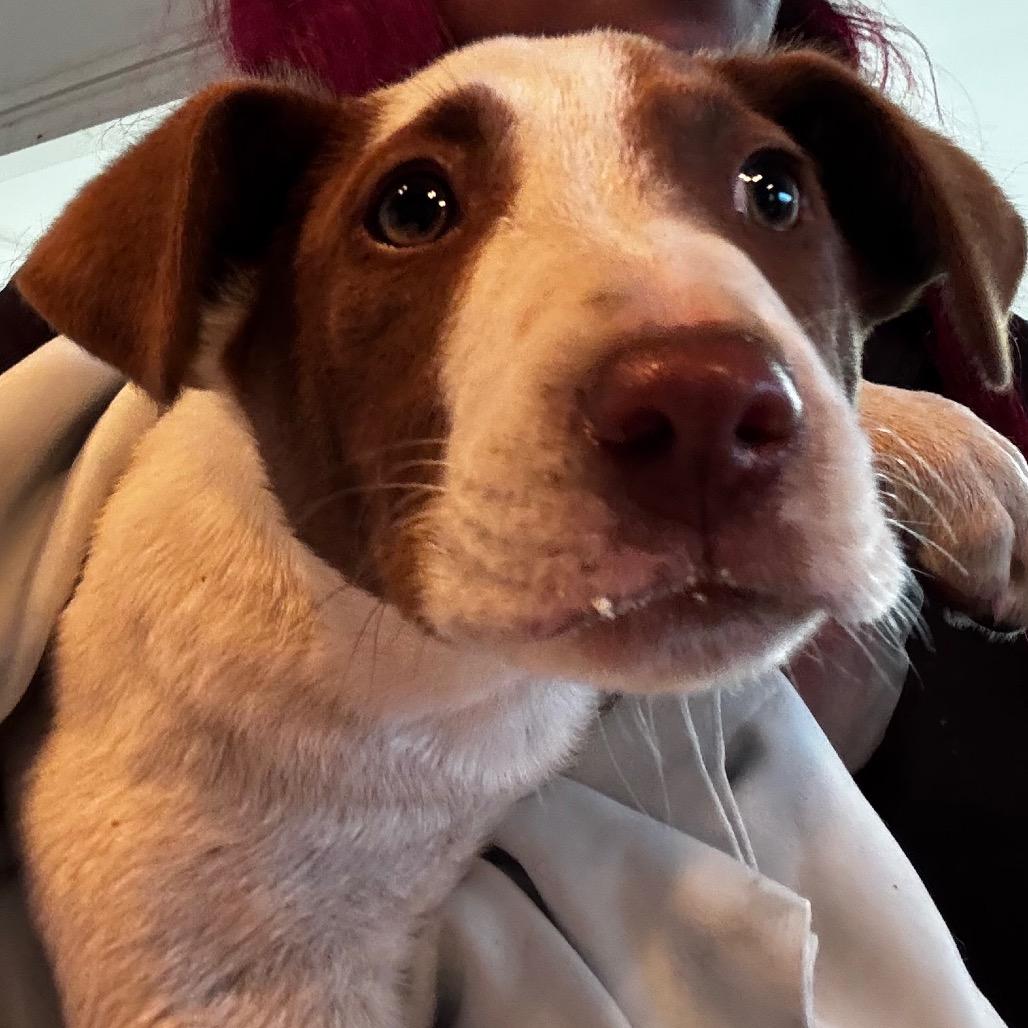 Enlarge Arrow, a Adoptable German Shorthaired Pointer in Clarksdale, MS image 1/3