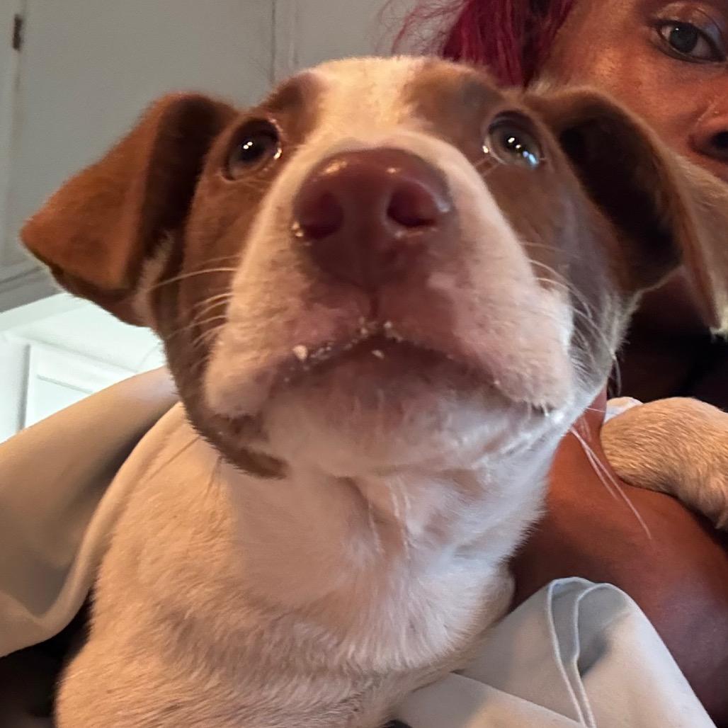 Enlarge Arrow, a Adoptable German Shorthaired Pointer in Clarksdale, MS image 2/3