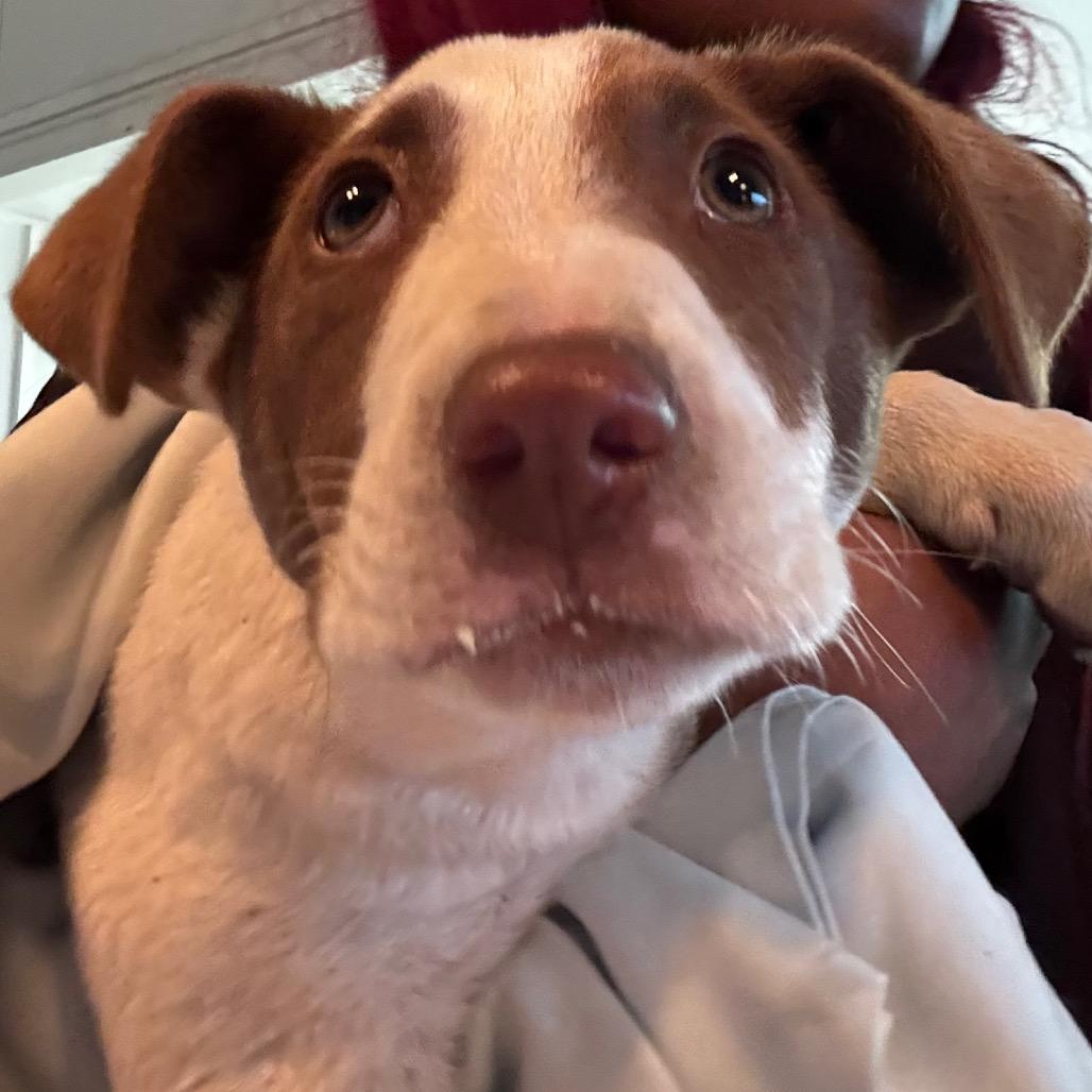 Enlarge Arrow, a Adoptable German Shorthaired Pointer in Clarksdale, MS image 3/3