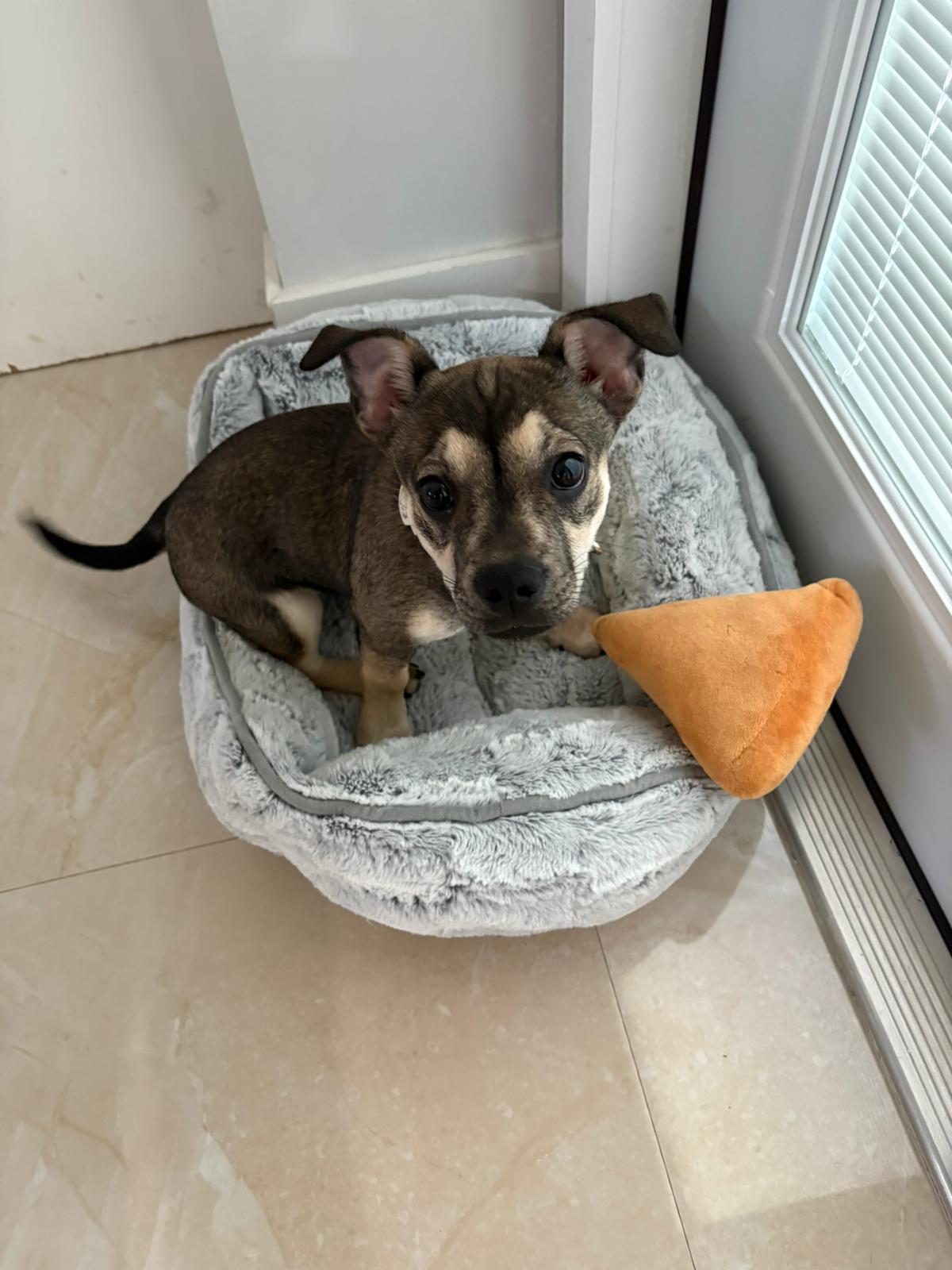 Enlarge Typhoon, an adoptable mixed breed in Miami, FL image 3/4