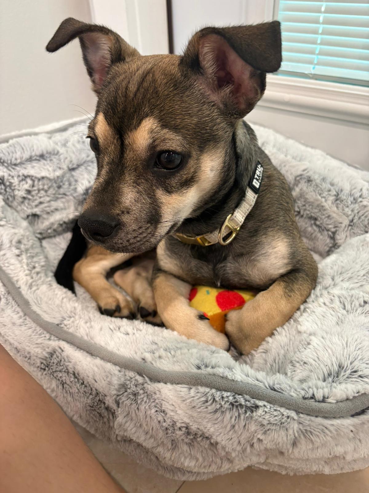 Enlarge Typhoon, an adoptable mixed breed in Miami, FL image 2/4