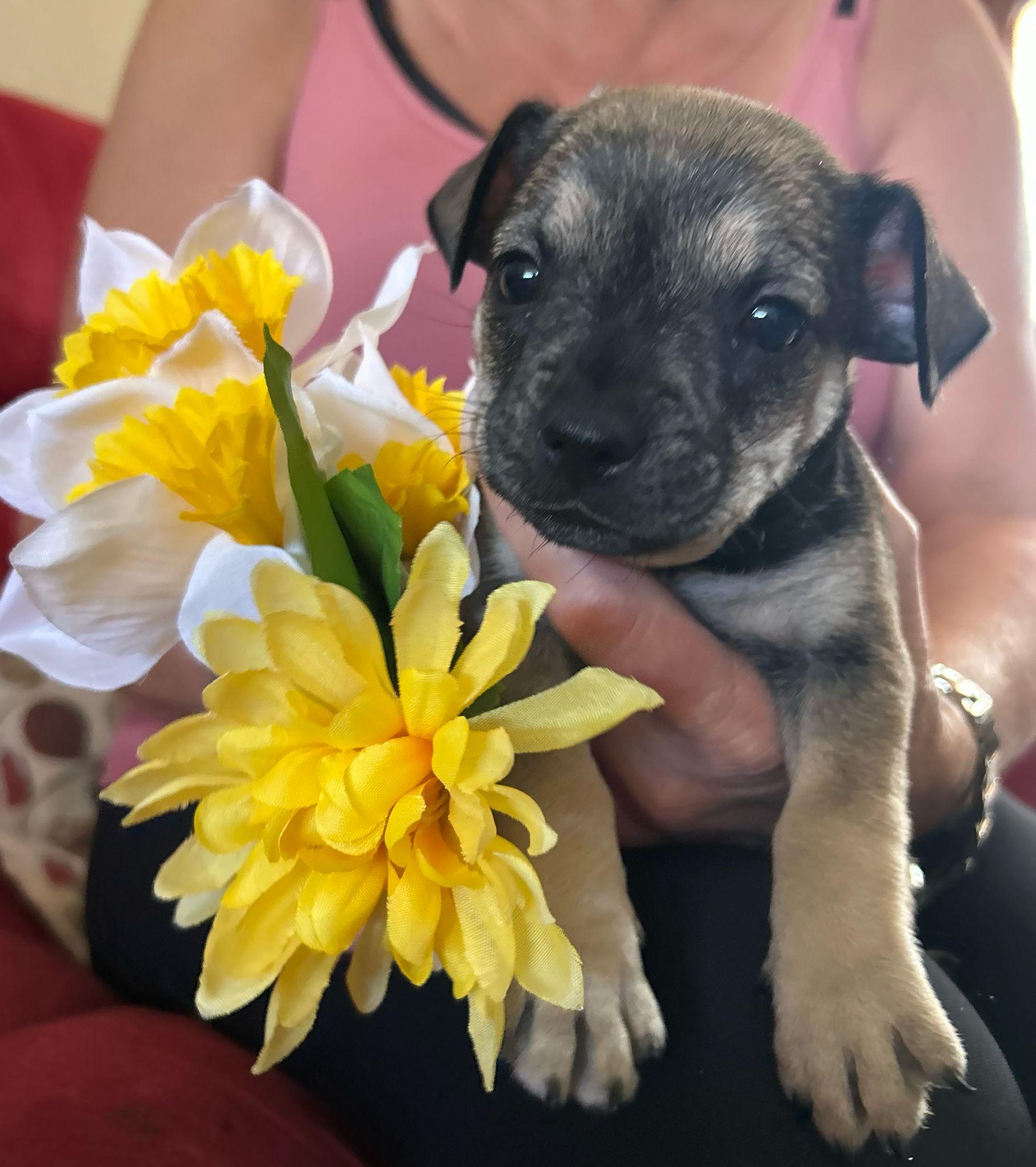 Enlarge Typhoon, an adoptable mixed breed in Miami, FL image 4/4