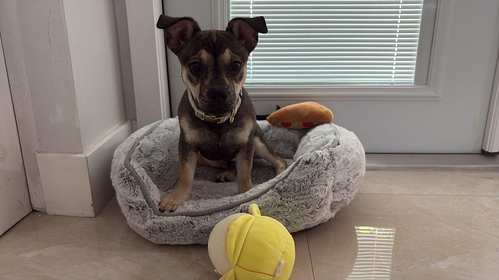 Typhoon, adoptable, Puppy Male Schnauzer & Chihuahua.
