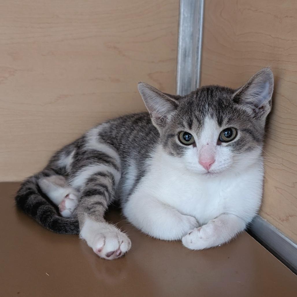 Beans, Adoptable, Kitten Female Domestic Short Hair.