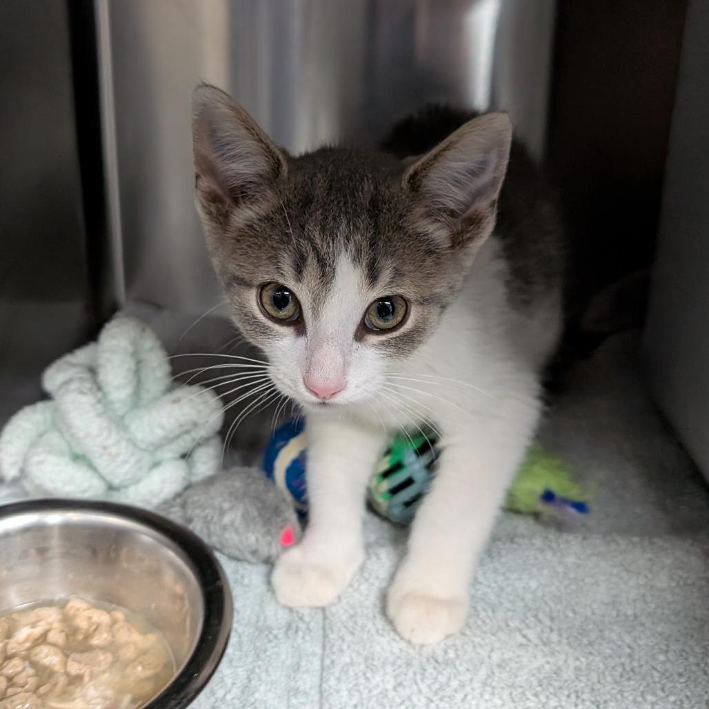 Enlarge Beans, a Adoptable Domestic Short Hair in Brookfield, WI image 2/2