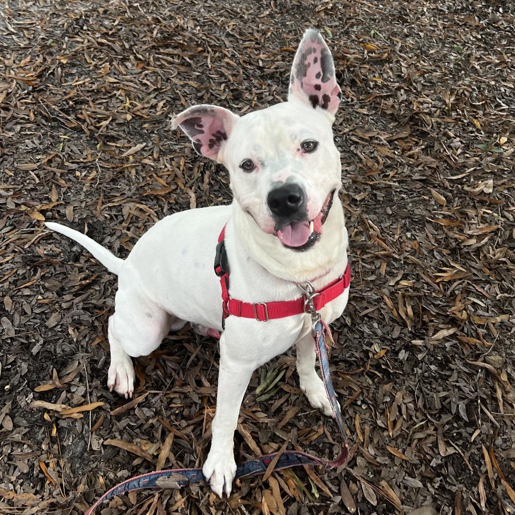 Enlarge Quik @ Foster, a Adoptable Mixed Breed in Summerville, SC image 1/6