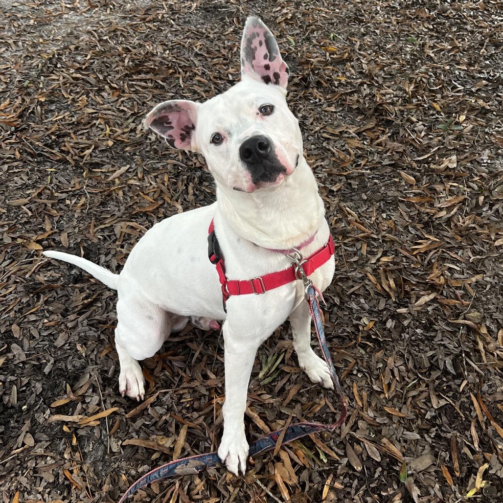 Enlarge Quik @ Foster, a Adoptable Mixed Breed in Summerville, SC image 3/6