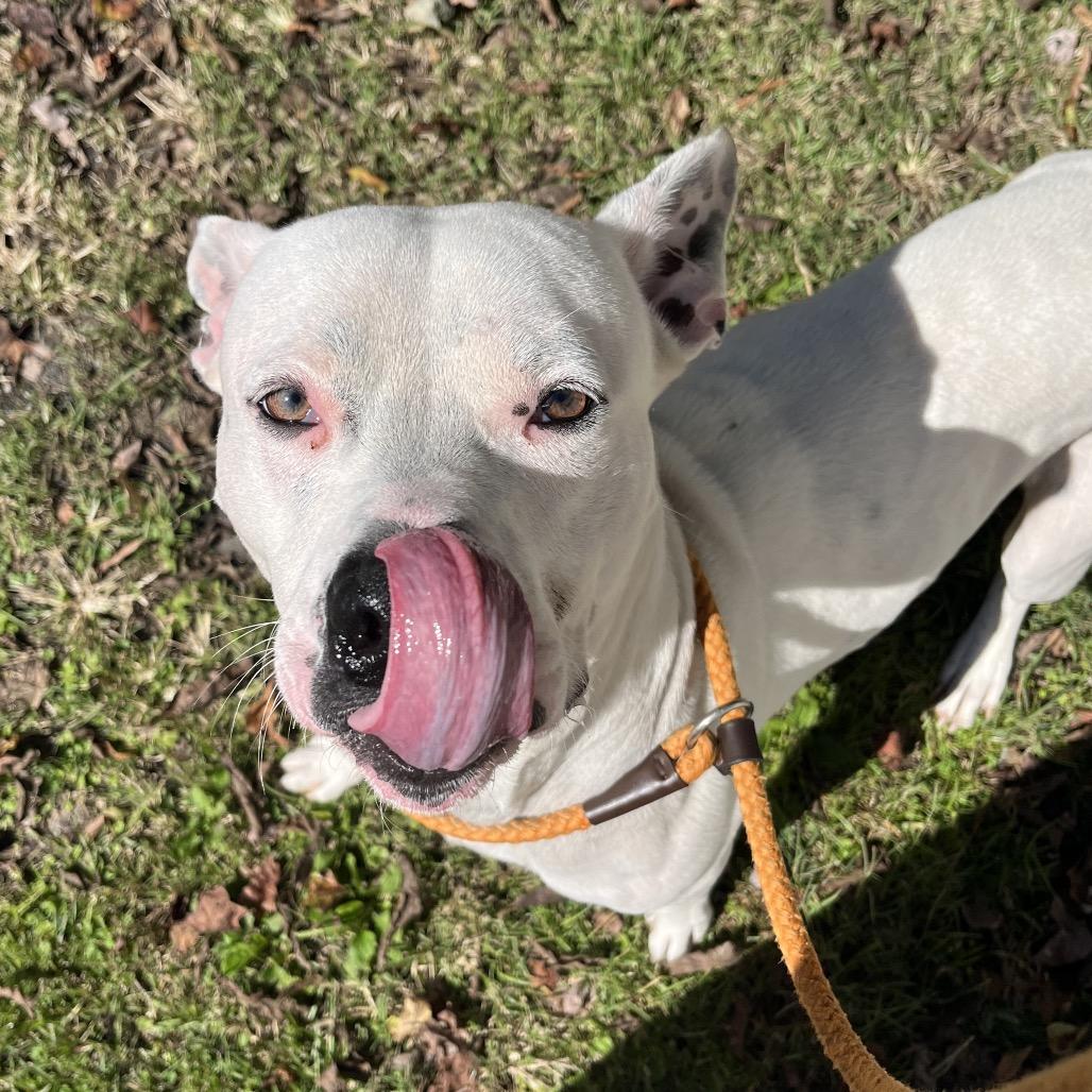 Enlarge Quik @ Foster, a Adoptable Mixed Breed in Summerville, SC image 4/6