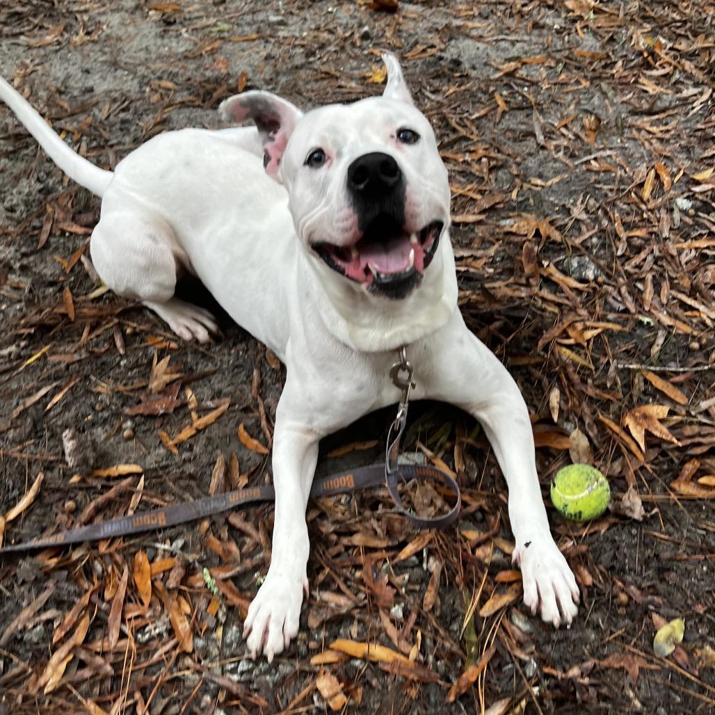 Enlarge Quik @ Foster, a Adoptable Mixed Breed in Summerville, SC image 5/6