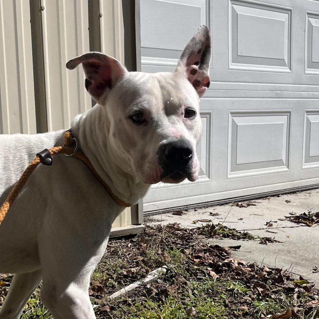 Enlarge Quik @ Foster, a Adoptable Mixed Breed in Summerville, SC image 6/6