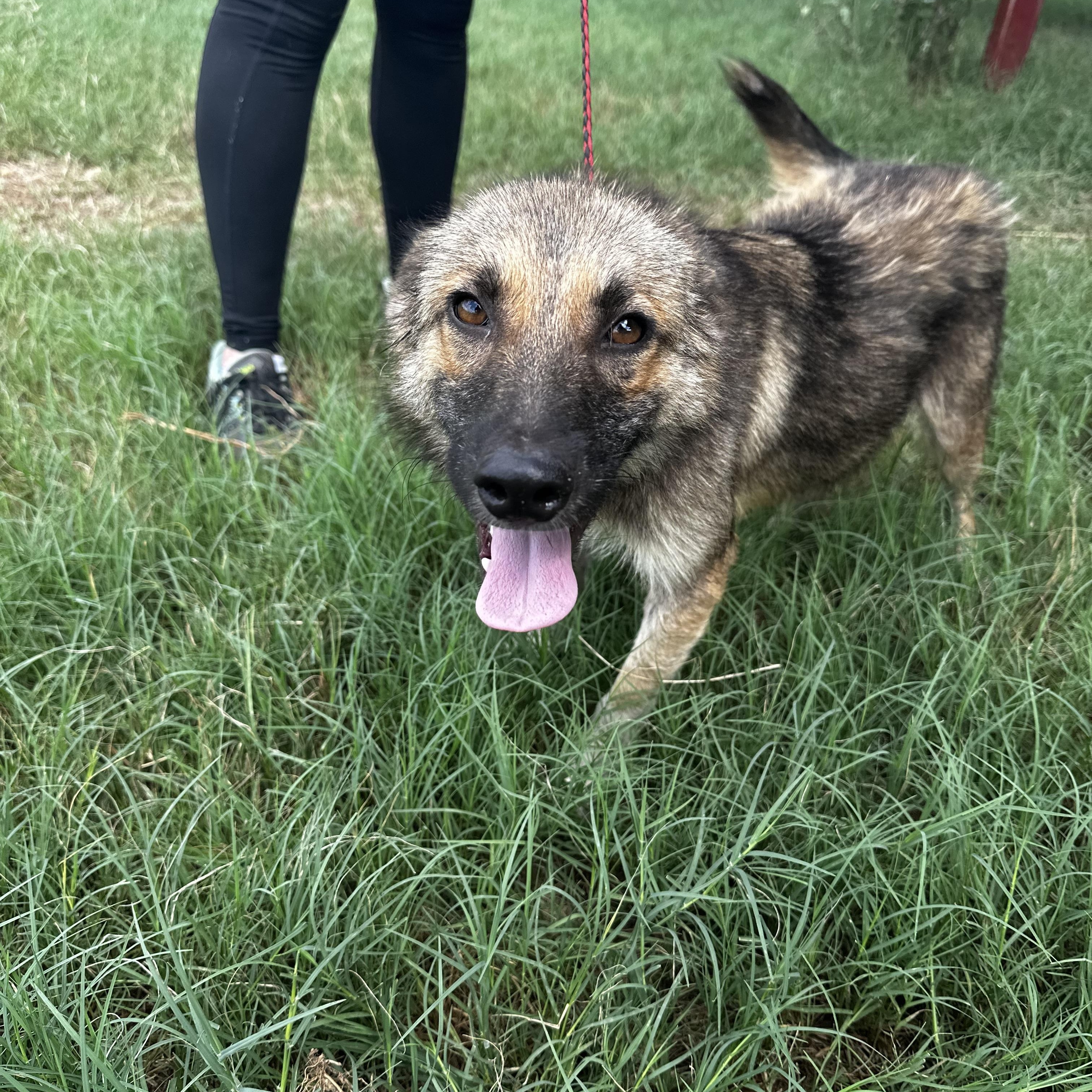 Meet Flower Flower and her 3 siblings were purposely being neglected and starved but fortunately t