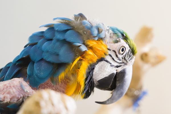 Roxie, Adoptable, Senior Female Macaw.