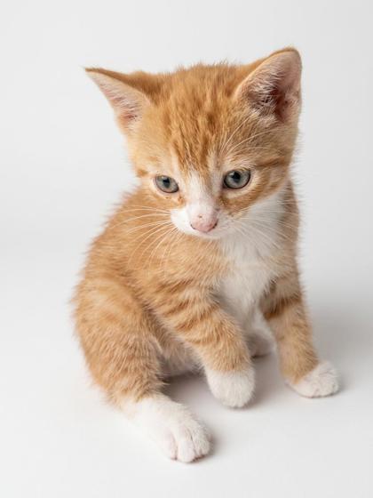 Enlarge Jack, an adopted mixed breed in Bedford, IN image 1/1
