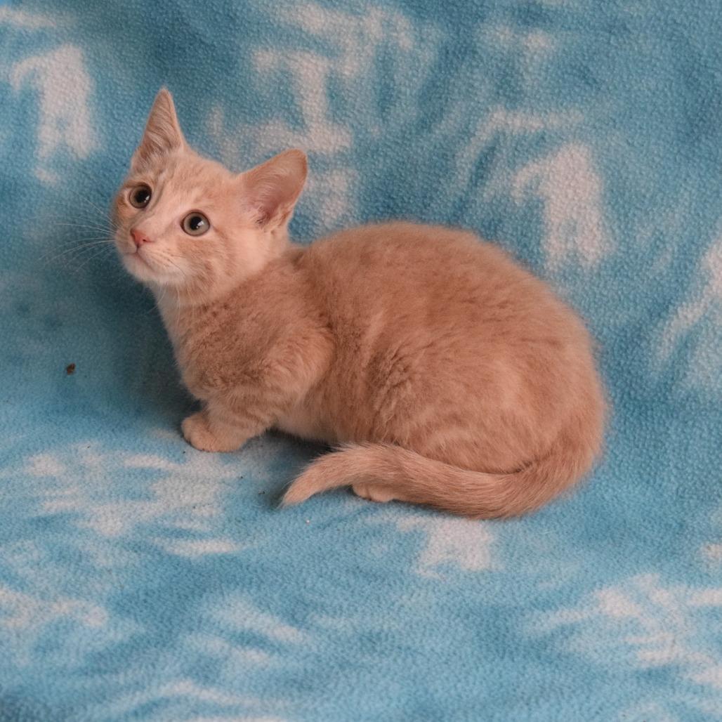 JayJay, Adoptable, Kitten Male Domestic Short Hair.