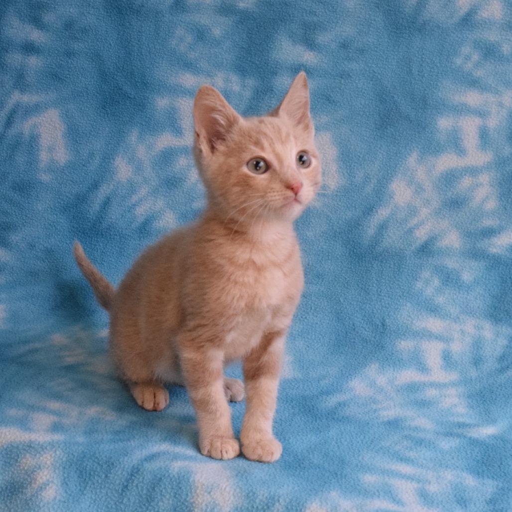 Enlarge JayJay, a Adoptable Domestic Short Hair in Eureka, CA image 2/5