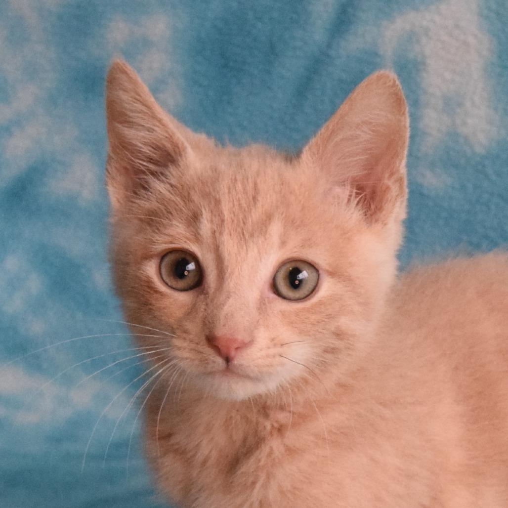 Enlarge JayJay, a Adoptable Domestic Short Hair in Eureka, CA image 3/5