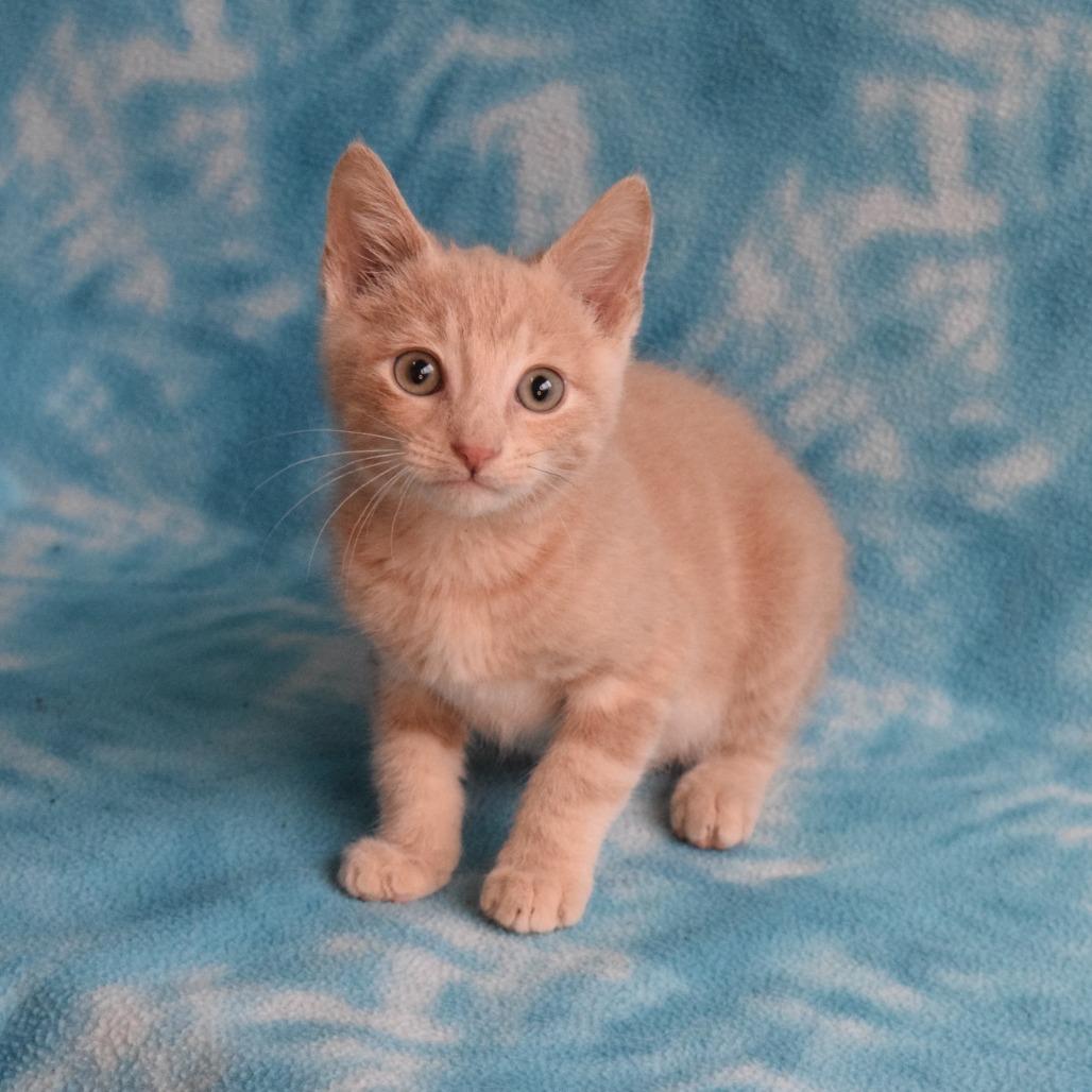 Enlarge JayJay, a Adoptable Domestic Short Hair in Eureka, CA image 5/5