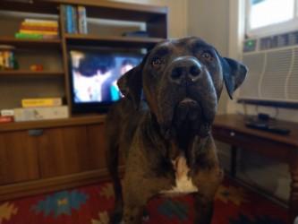 Waylon, Adoptable, Adult Male Mastiff & Mixed Breed.