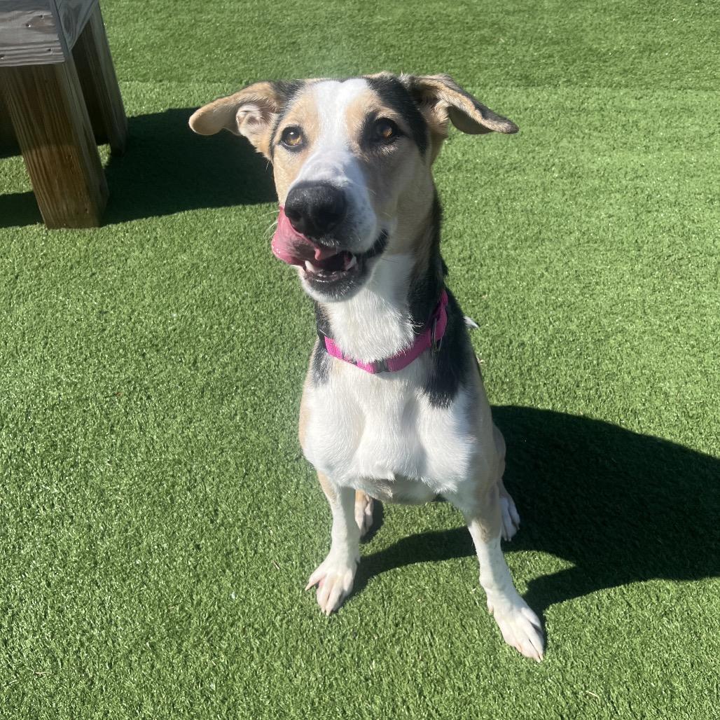 Enlarge Roxy, a Adoptable mixed breed in Bristol, IN image 1/5