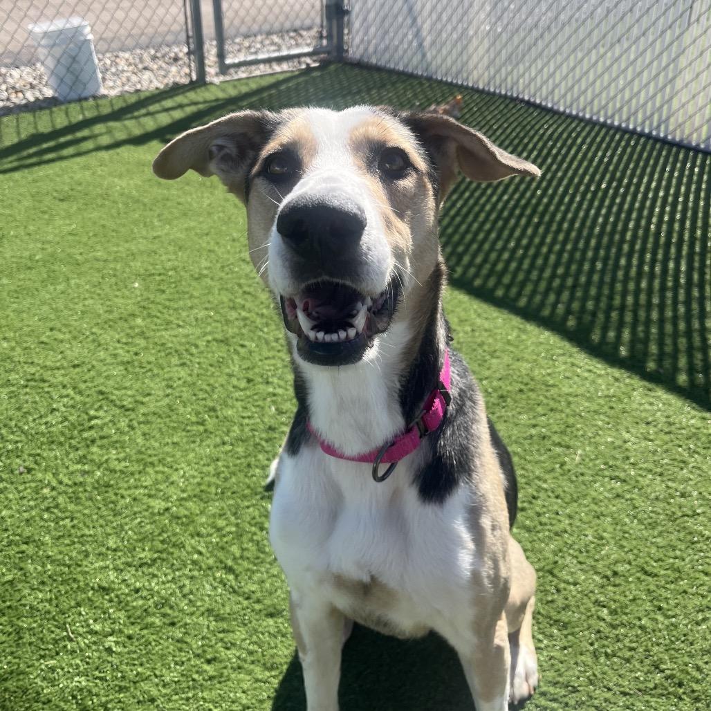 Roxy — thumbnail 2