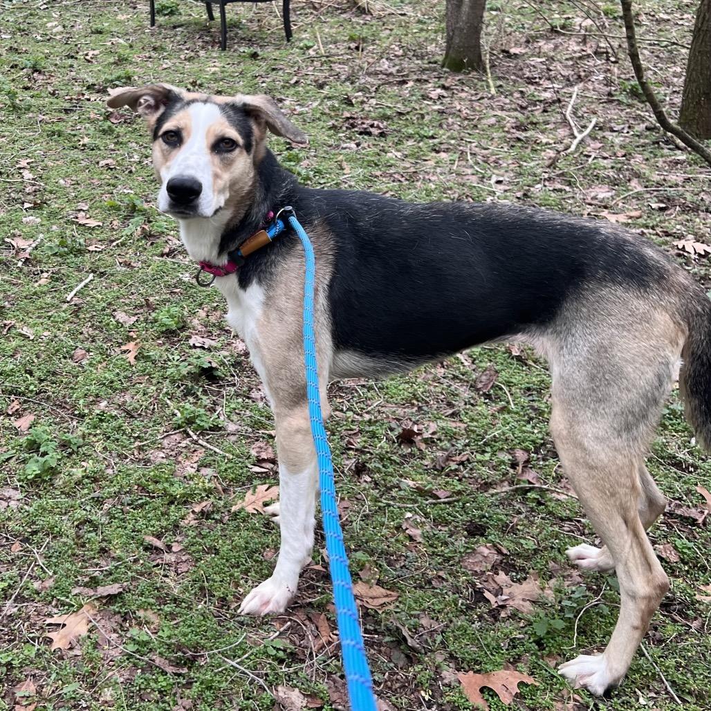 Roxy — thumbnail 3